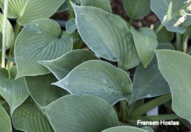 Hosta Marge