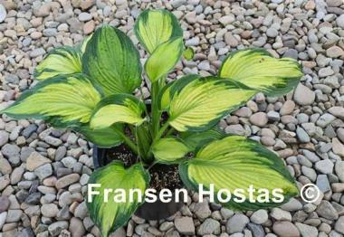 Hosta Margie's Angel