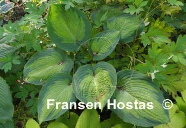 Hosta Margie's Angel