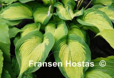 Hosta Margie's Angel