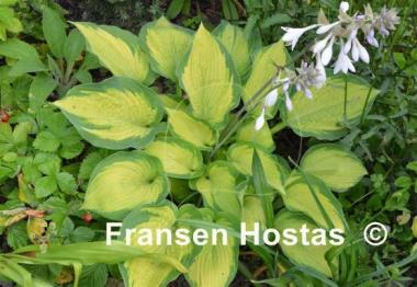 Hosta Margie's Angel