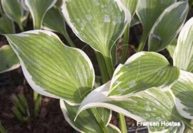 Hosta Margin of Error