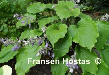 Hosta Marilyn Monroe