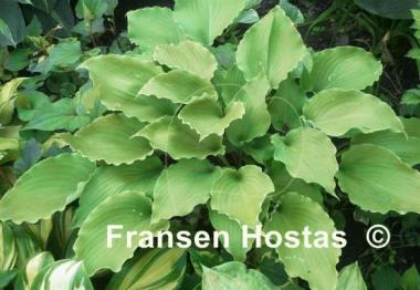 Hosta Marilyn Monroe