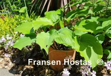 Hosta Marilyn Monroe