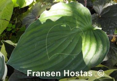 Hosta Marion Bachman