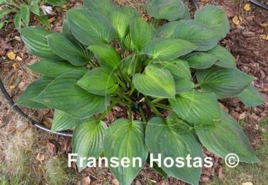 Hosta Marion Bachman