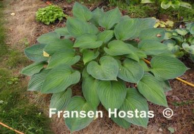 Hosta Marion Bachman