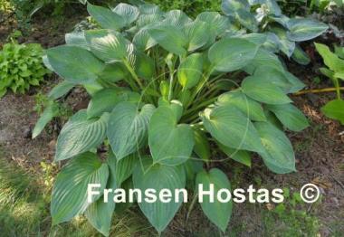 Hosta Marion Bachman