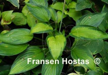 Hosta Marion Bachman