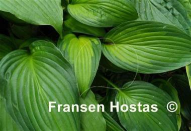 Hosta Marion Bachman
