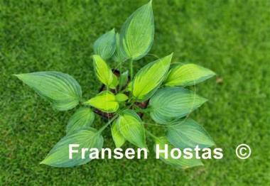 Hosta Marion Bachman