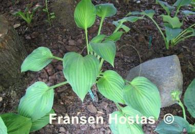 Hosta Marion Bachman