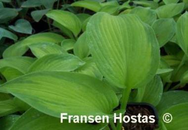 Hosta Mark Anthony