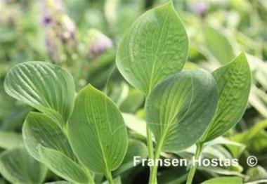 Hosta Marquis