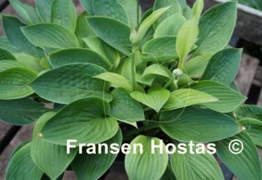 Hosta Marquis
