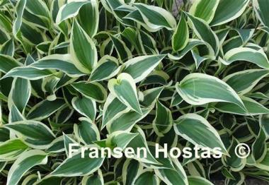 Hosta Marshmallow Clouds