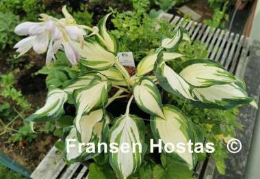 Hosta Marshmallow Sky