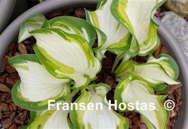Hosta Marshmallow Sky