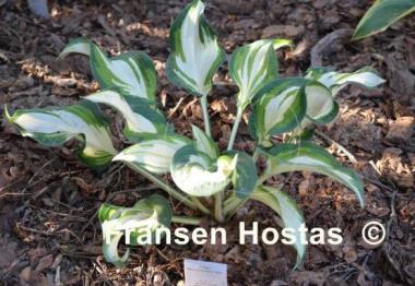 Hosta Marshmallow Sky