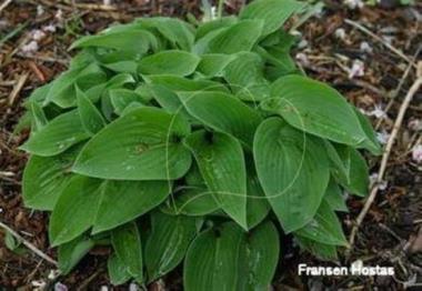Hosta Mary Jo