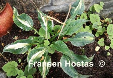 Hosta Mary Marie Ann