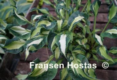 Hosta Mary Marie Ann