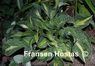 Hosta Mary Marie Ann