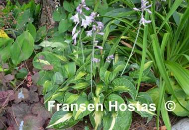 Hosta Mary Marie Ann