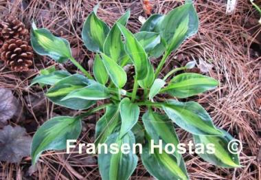 Hosta Mary Marie Ann