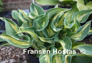 Hosta Mary Marie Ann