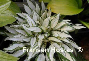 Hosta Masquerade