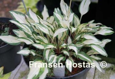 Hosta Masquerade