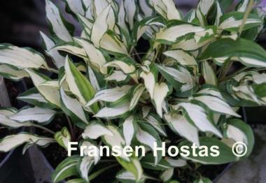 Hosta Masquerade