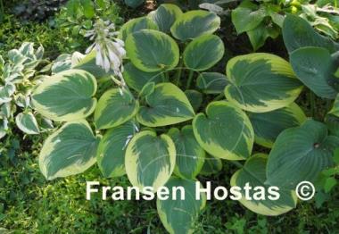 Hosta Master of Ceremonies