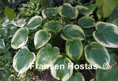 Hosta Master of Ceremonies