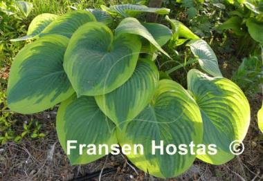 Hosta Master of Ceremonies