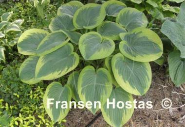 Hosta Master of Ceremonies