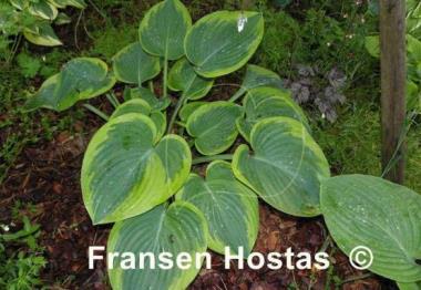 Hosta Master of Ceremonies