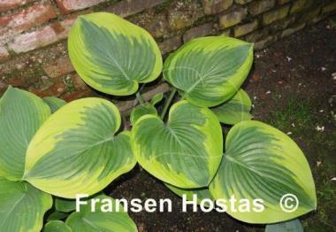 Hosta Master of Ceremonies