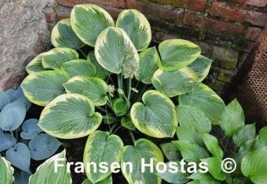 Hosta Master of Ceremonies
