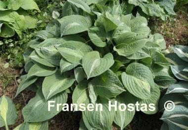 Hosta Mata Hari