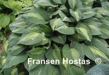 Hosta Mata Hari
