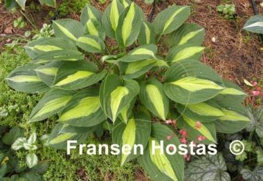 Hosta Mata Hari