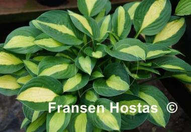 Hosta Mata Hari