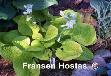Hosta Maui Buttercups