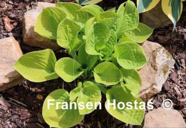 Hosta Maui Buttercups