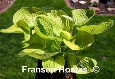 Hosta Maui Buttercups