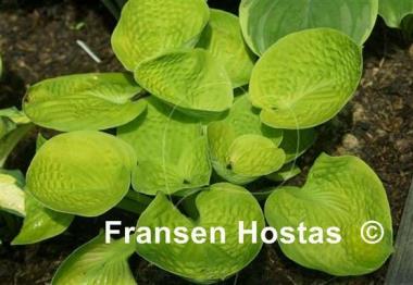 Hosta Maui Buttercups