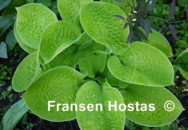 Hosta Maui Buttercups